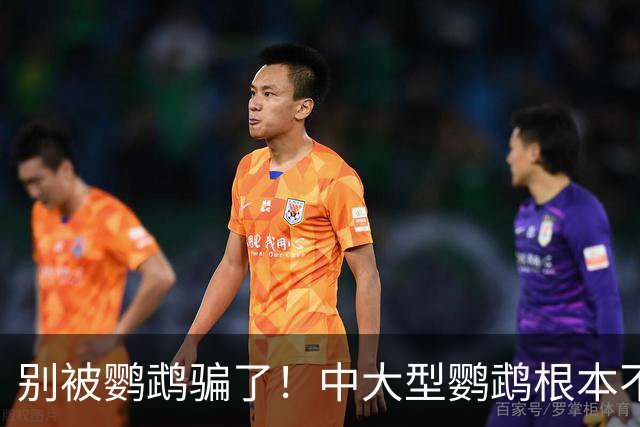 别被鹦鹉骗了！中大型鹦鹉根本不是宠物，是会飞的野生猛禽！